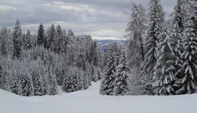 Snow-covered forest with cloudy sky.